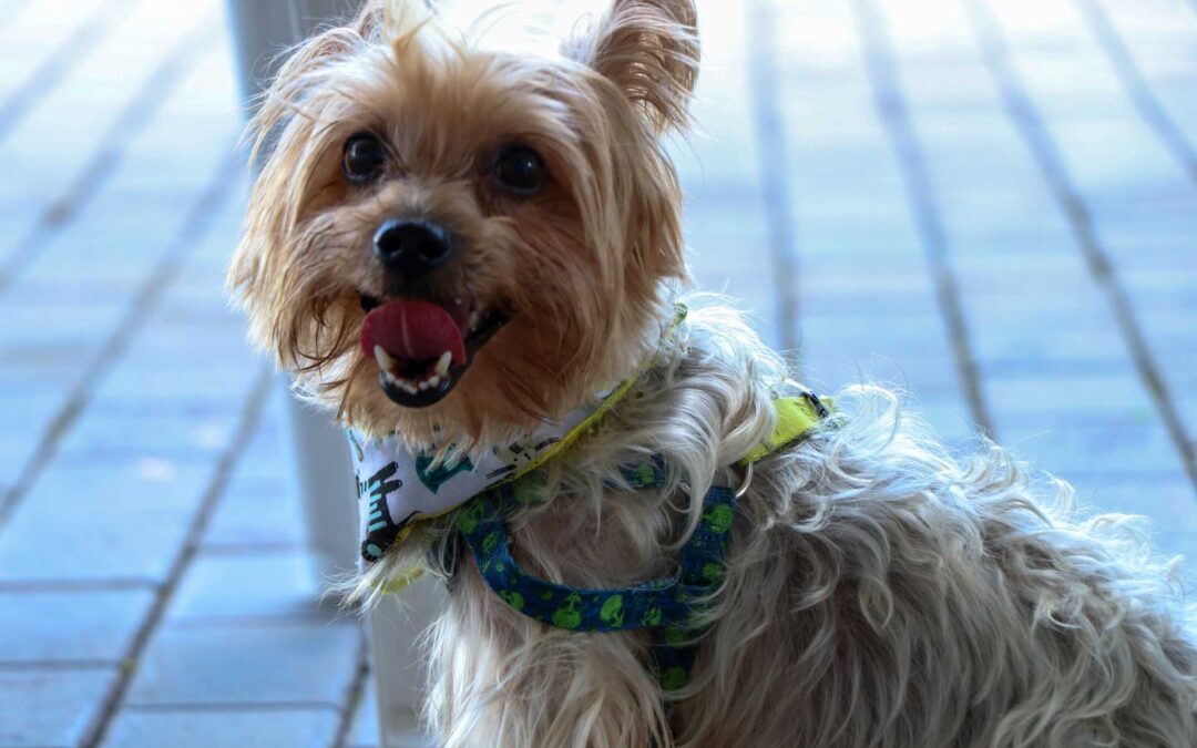 Un Pet Day lleno de ternura en Elementary